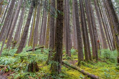 Pacific Northwest Dense Forest