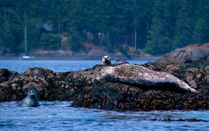 Seals In Griffin Bay San Juan Islands Washington State