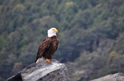Bald Eagle Anacortes Washington